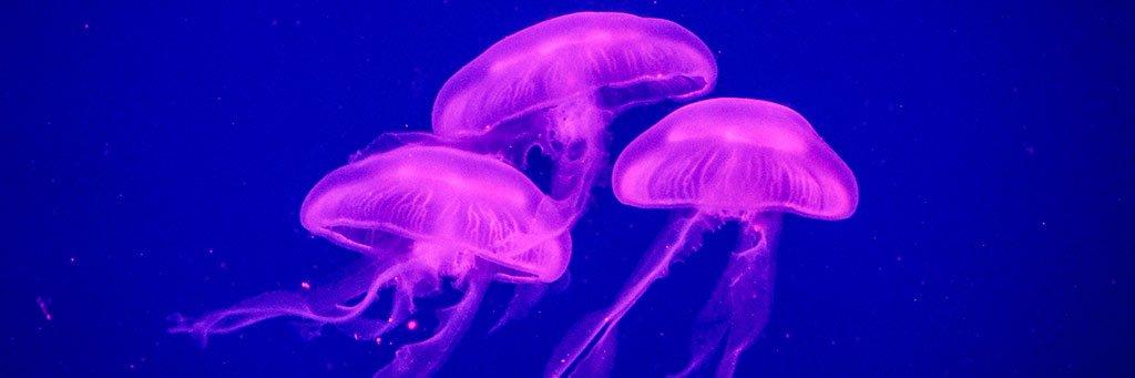 picadura de medusa