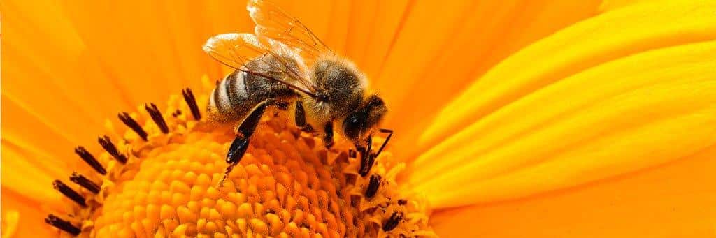 la picadura de la abeja